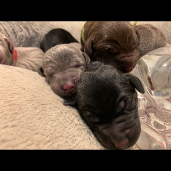 Meet your Posher, Terri - Picture 7 of 11